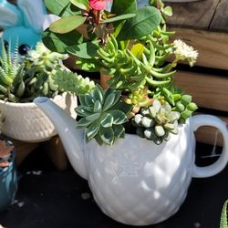 Tea Pot Succulent Arrangement 