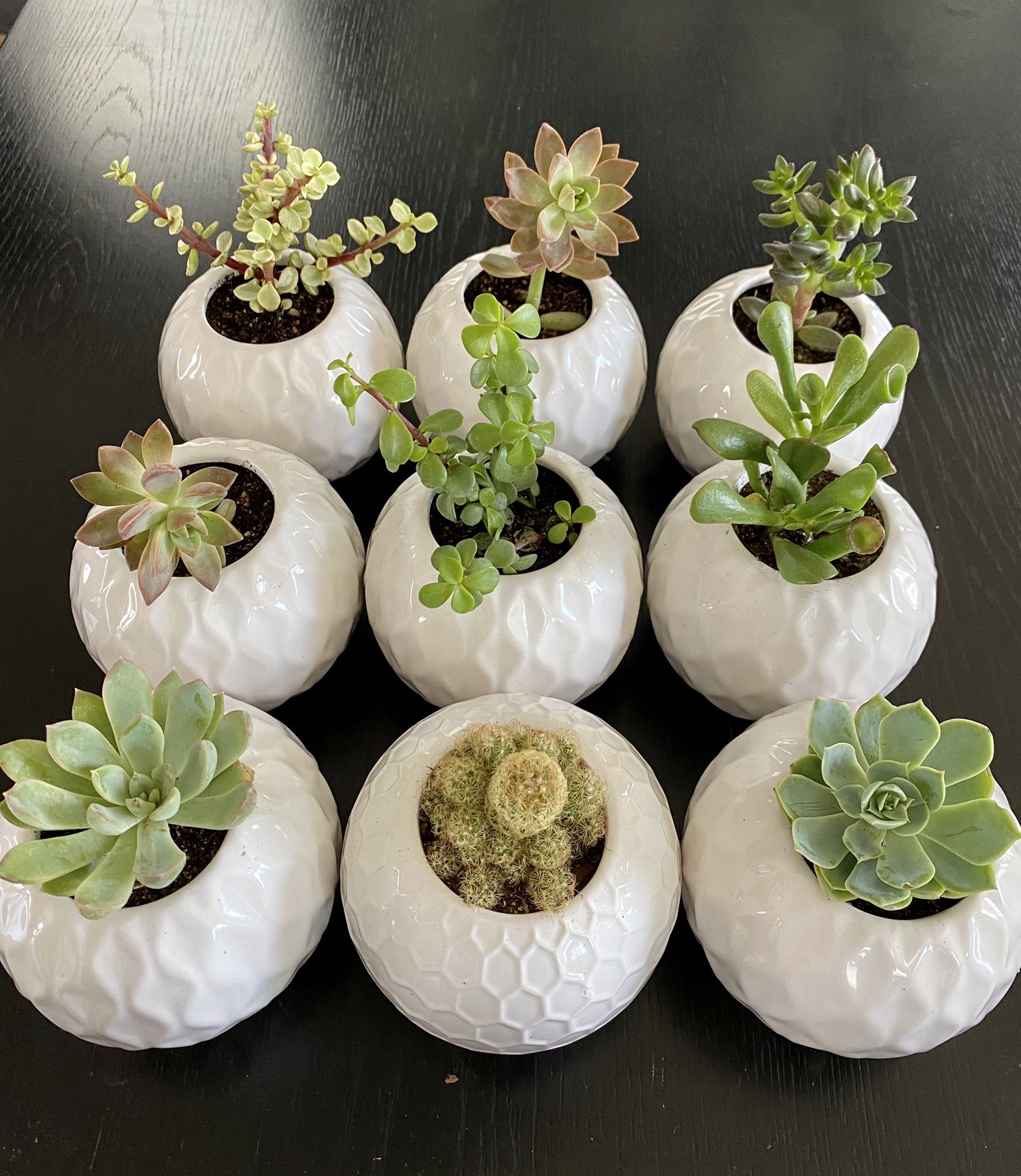 Succulents And Cactus in a gorgeous 4" ceramic pot. $12 each