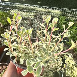 Sedum Tricolor & Sedum Spurium Succulents 