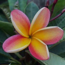 Plumeria Nebel’s  Rainbow 