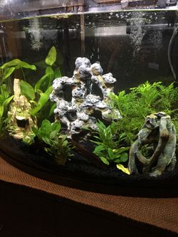 38 gallon panoramic (curved) fishtank with various extras