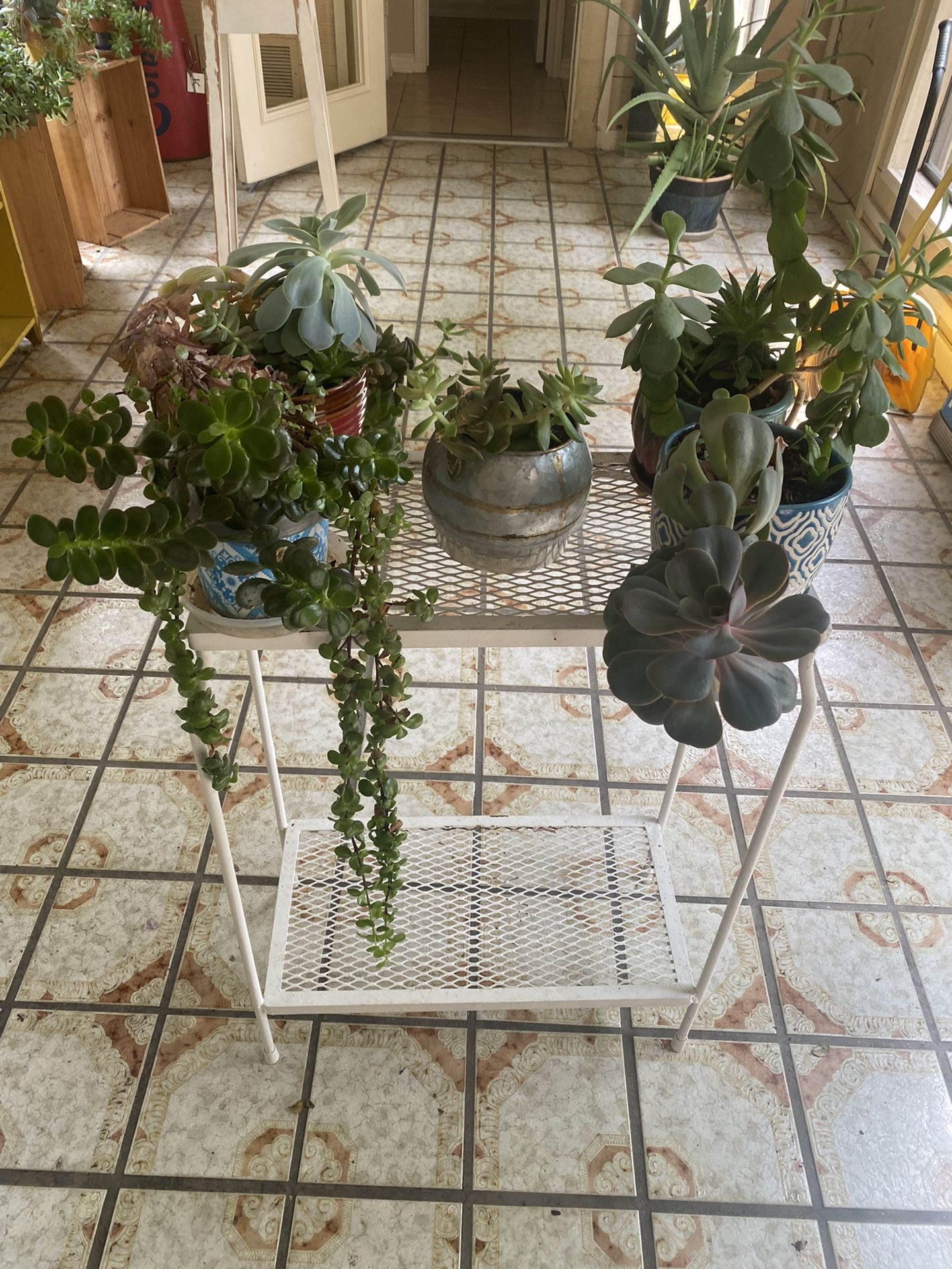 Succulent Plant Sale Moving 