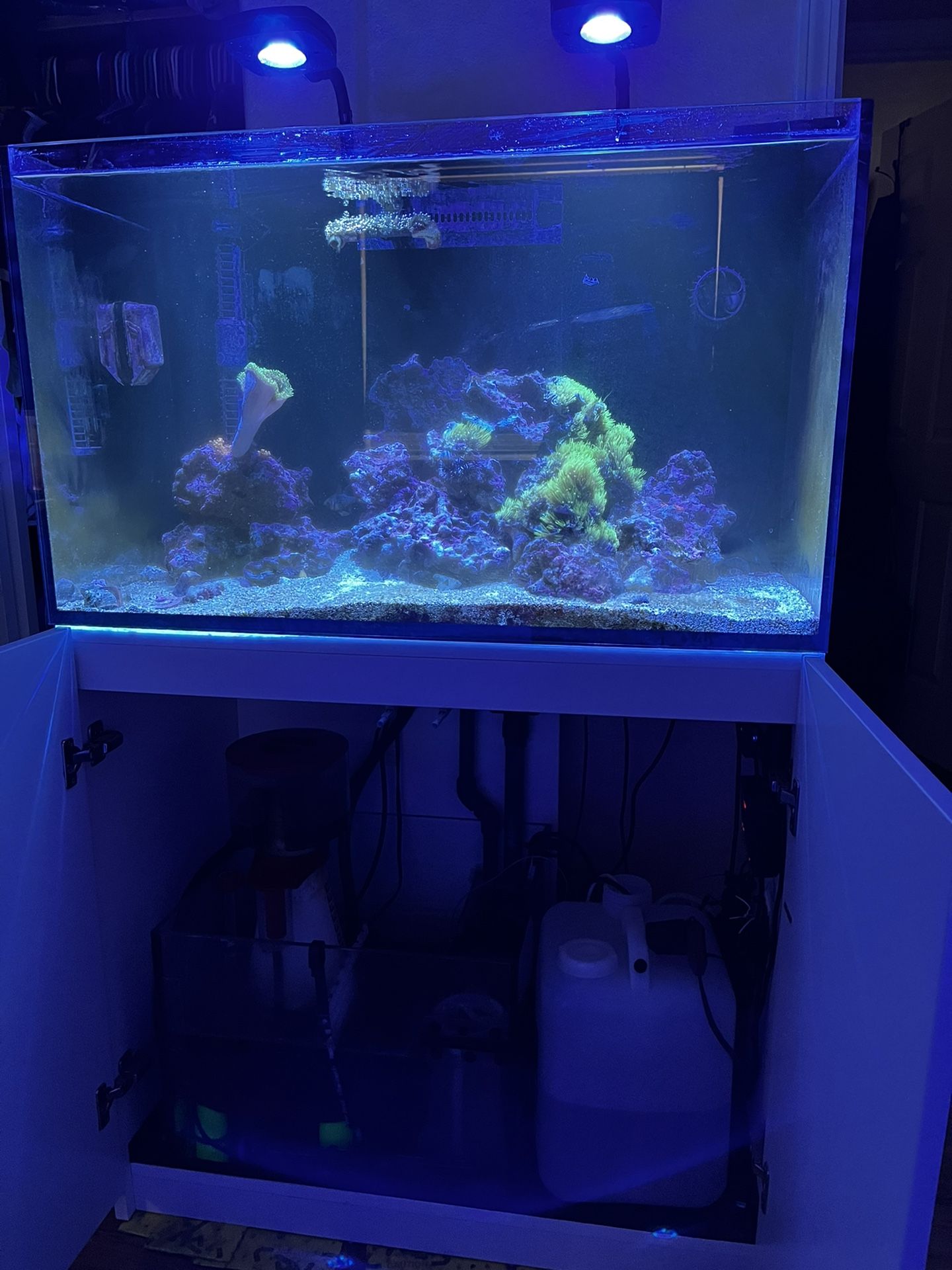 Red Sea Reefer 250 Fish Tank