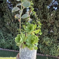 Beautiful Succulent Arrangement 