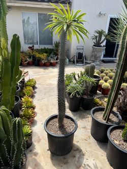 Large Madagascar Palm