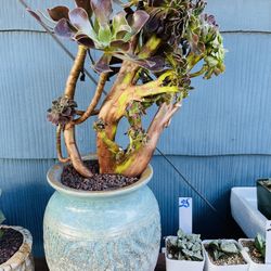 Aeonium Black Rose Crest Imported + Free Pot