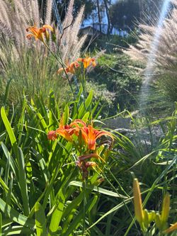 Day Lily plant