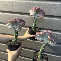 5 mermaid tail cactus for Sale in South Gate, CA - OfferUp