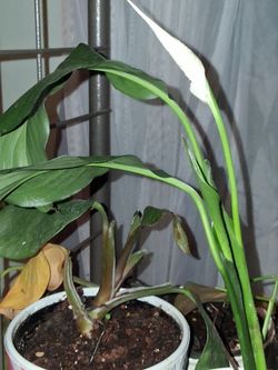 Peace Lily Live Potted Plant