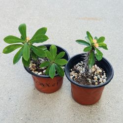 Succulents plants 🪴(2 for$5)