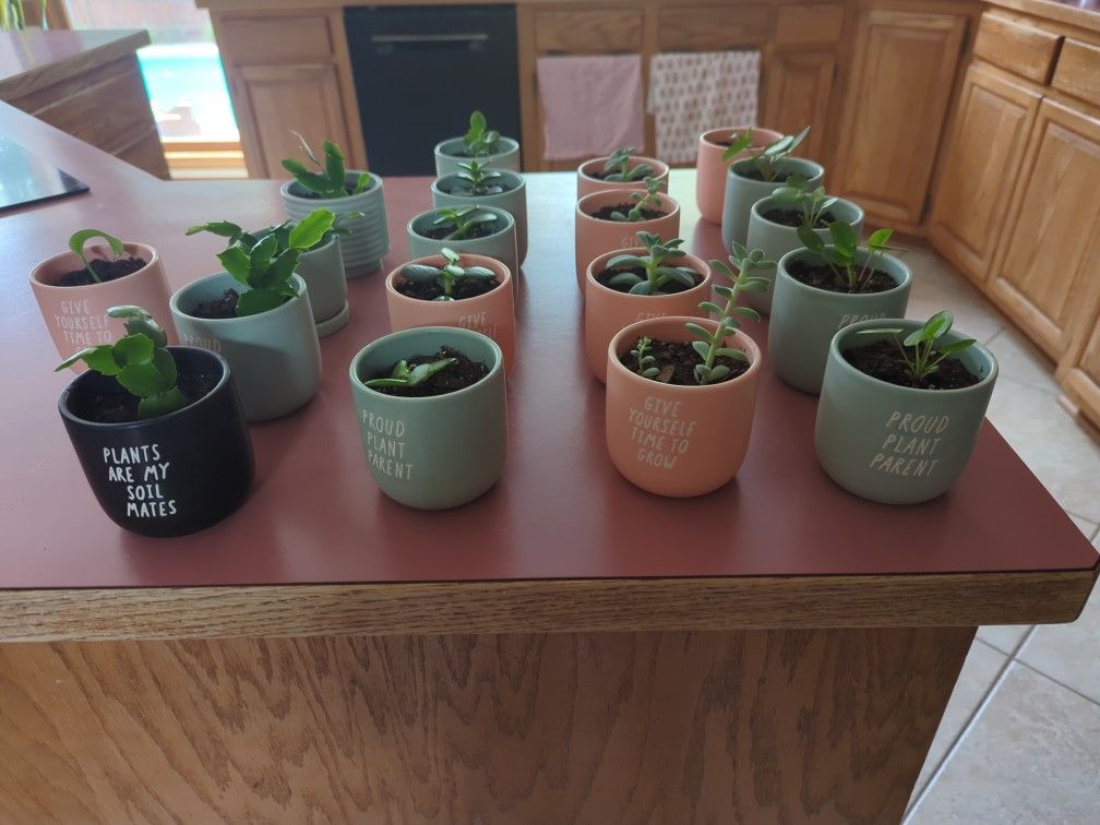 Variety Of Plants