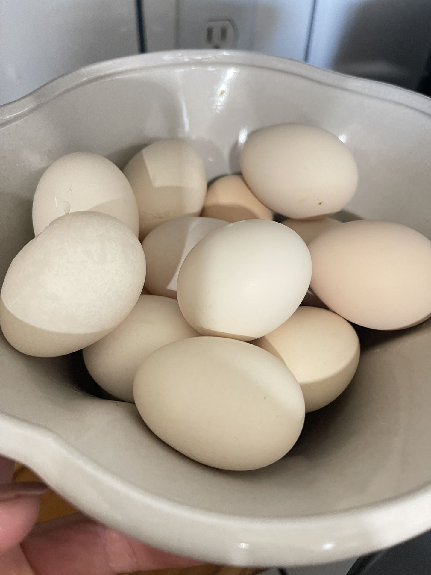 Fresh Eggs 🥚 $5 A Dozen…..$5 La Docena