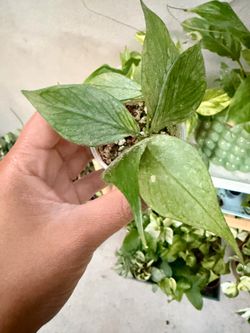 2” hoya polynuera
