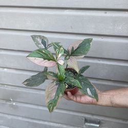 4” Syngonium Pink Splash