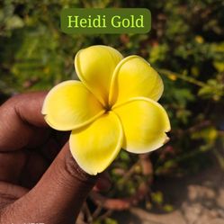 plumeria heidi gold 