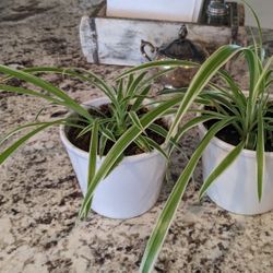 Spider Plants