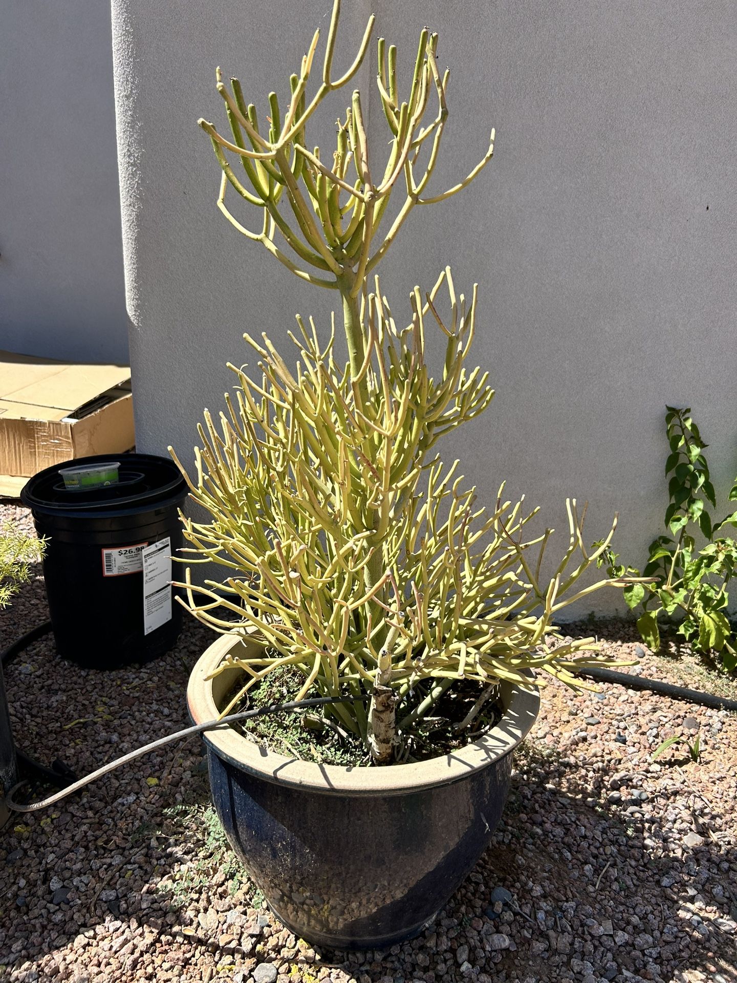 FREE Foxtail Fern And Pencil Cactus/Fire Stick Plants FREE