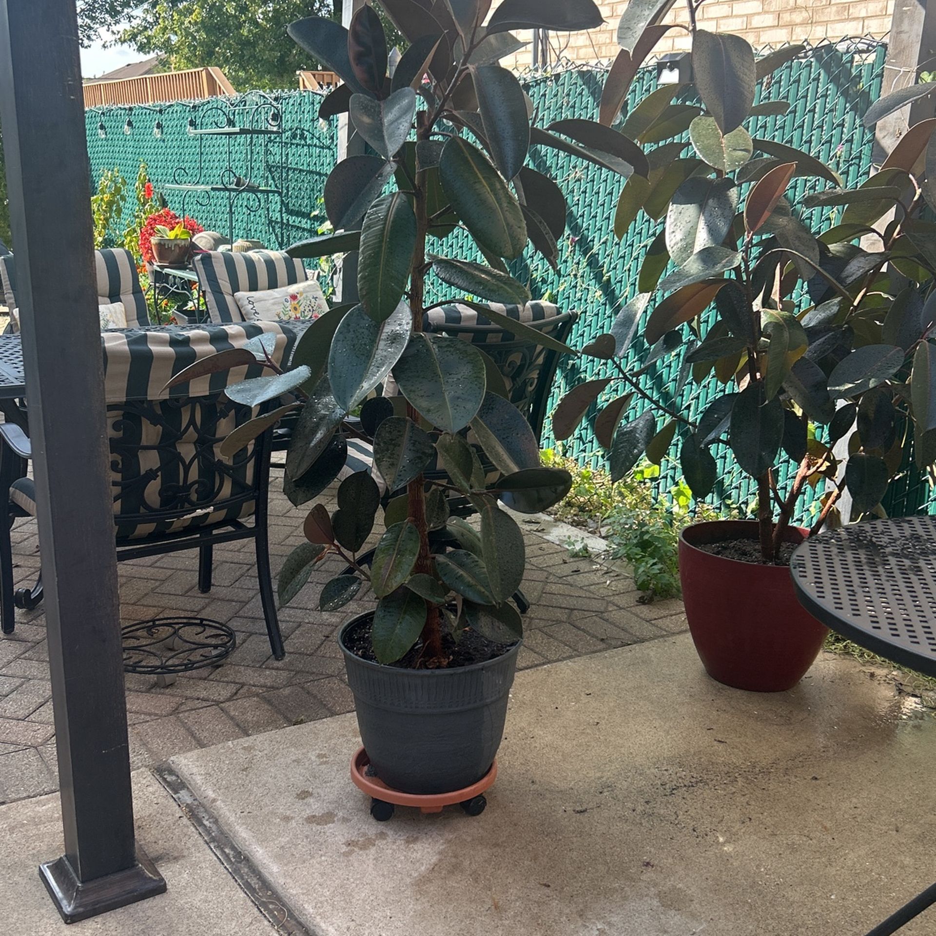 Rubber Tree Plant