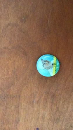 1932 Orbit Gum Pin Levy St.Louis Browns