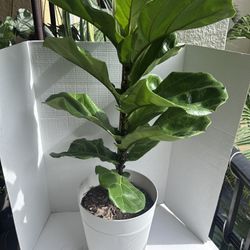 Fiddle Leaf Ficus 