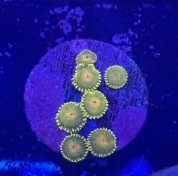 Golden Kiwi Zoa Display Decor