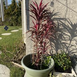 Large Potted Cordyline Florica Plant