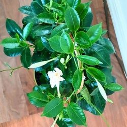 Live Healthy Dipladeia White Flowering Indoor Outdoor Large Houseplants 6 Inch Plastic Pot $15