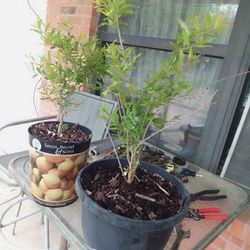 Bonitas Plantas De Granada Lista Para Trasplantar $20 Dlls  C.u.