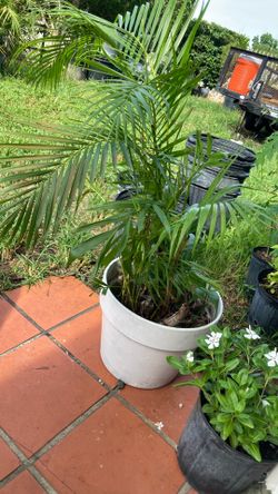 Plant