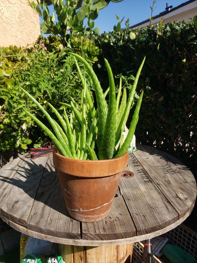 Aloe Vera Plant