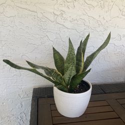 Snake Plant In Ceramic Pot
