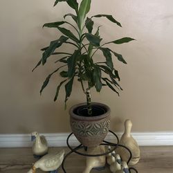 Dracanea Plant