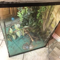 Lizard Tank 