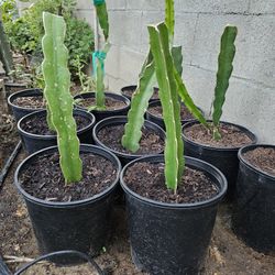 Dragon Fruit/ Pitahaya