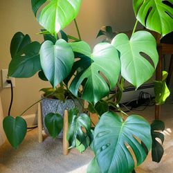 Large Monstera With Ceramic Pot And Wooden Stand