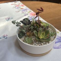 Succulent Centerpiece 