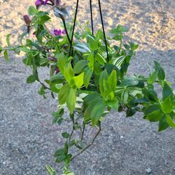 Cream And Green Wandering Jew And Nanouk Plants In 6" Pot