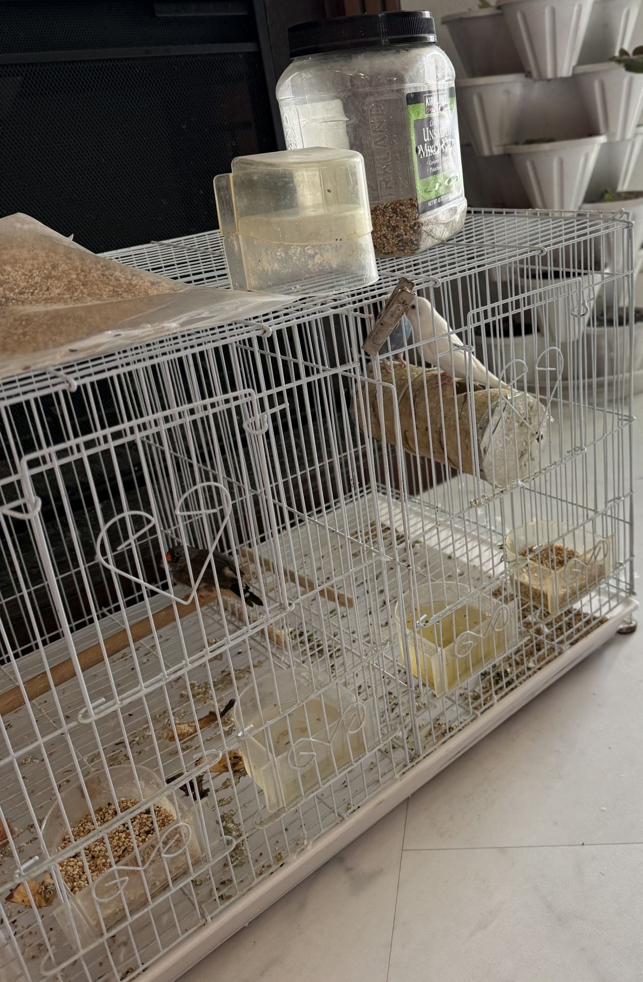 Bird Cage With Birds