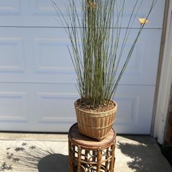 Cane Stand with Plant
