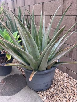 Big Aloe Vera