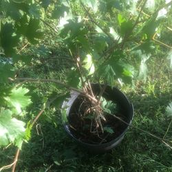 Muscadine  Sweet Big 4 Yr Old