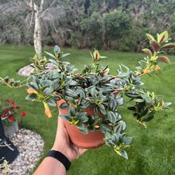 Houseplant Goldfish Plant