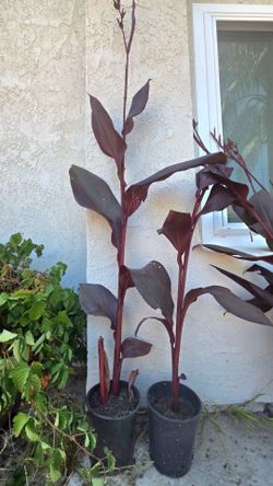 Plants