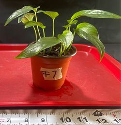 Epipremnum Pinnatum “Skeleton Key” – Rare Aroid
