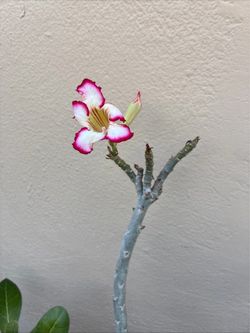 Beautiful live plant