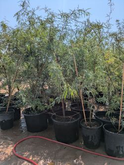 $200 eachnative mesquite trees 25gal pot
