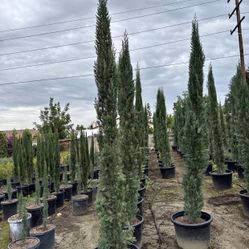 Italian Cypress 25 Gallons For Sale 