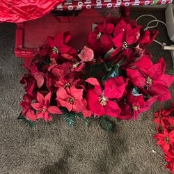 Poinsettias and Holly Berry Leaves 