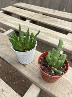 Medusa Inermis Plants, $8 each