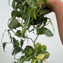 Philodendron Brazil Super Long Available Live Plant
